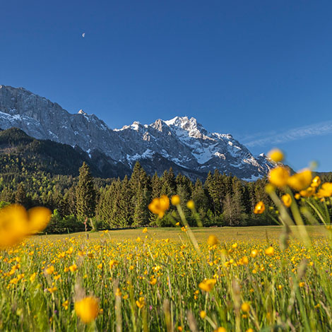 Zugspitzpanorama